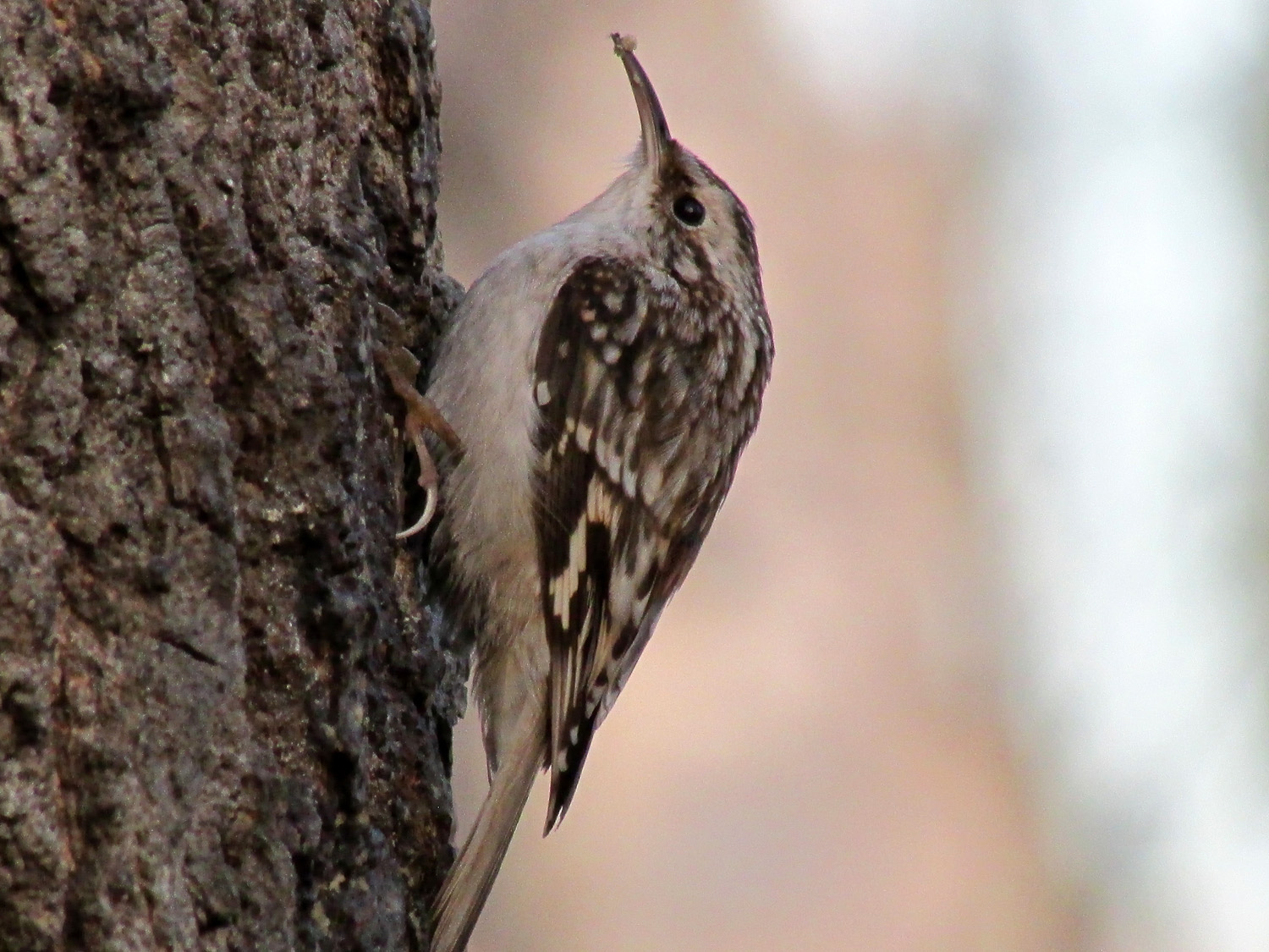 Brown Creepers — Susan Kirby